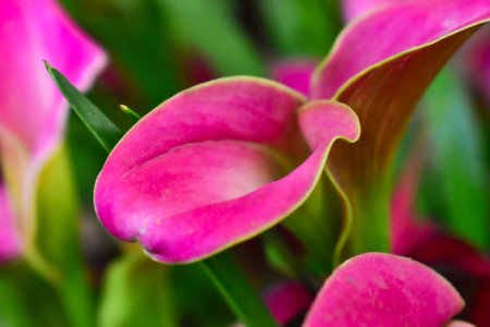 closeup of beautiful calla lily or pink water lily in the middle of the garden in late summer with natural lightの写真素材