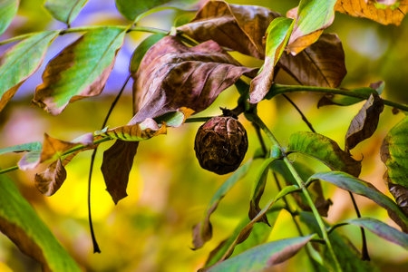 close-up of the last walnut in the walnut tree on an autumn afternoon surrounded by green and other dry leavesの写真素材