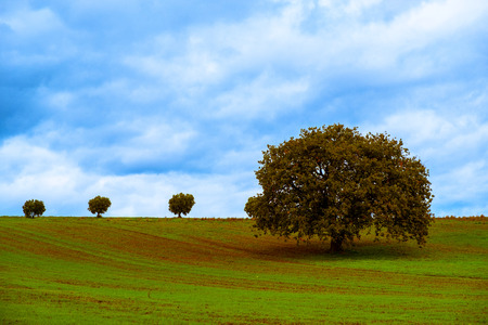 Growing tree in the south of italyの写真素材