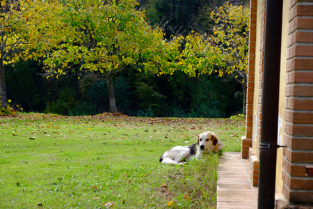 My lovely dog ??in the countrysideの写真素材