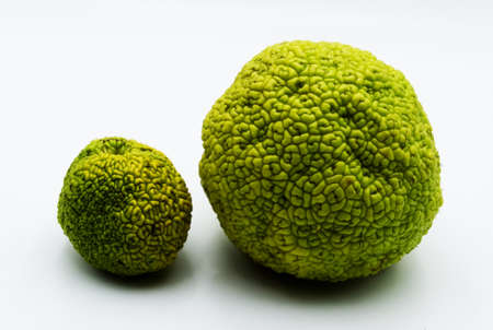 Maclura Pomifera