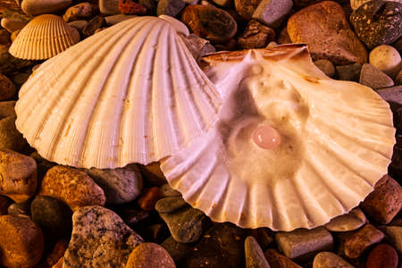 Sea shell with a pink pearl inside