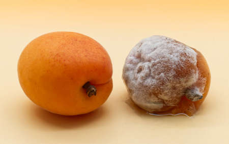Comparison between a healthy apricot and a rotten apricot