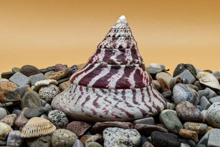 Set of colorful sea shell and stones on orange background.