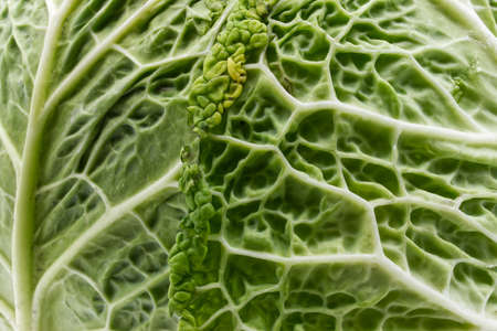 Green Savoy Cabbage isolated on white background. Vegetarian fresh healthy food. Close-upの写真素材