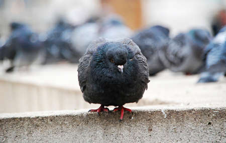 Pigeon on the roof in a cold winter day. Selective focusの写真素材