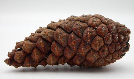 Pine Cone isolated on white background. Macro photography.の写真素材