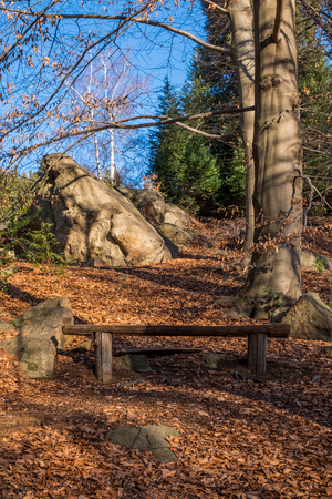 Woods of mountainの写真素材