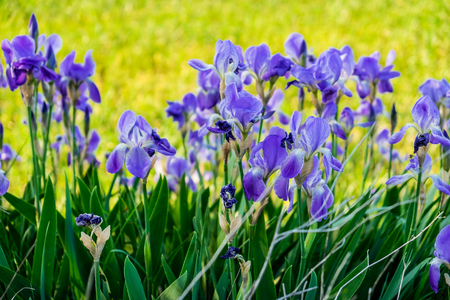 Violets in the windの写真素材