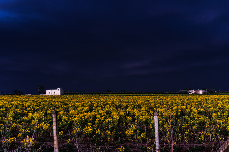 Night flower fieldの写真素材