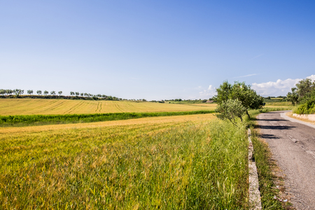 Wheat field in springの写真素材