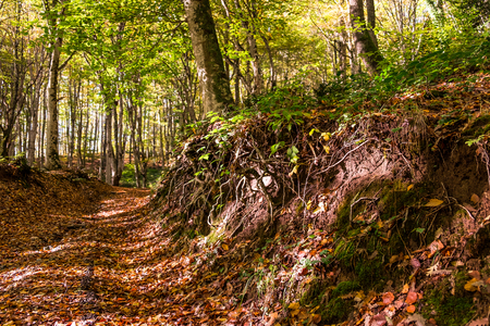 Walking in the woodsの写真素材