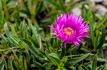 A purple flowerの写真素材