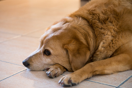 Portrait of a dogの写真素材