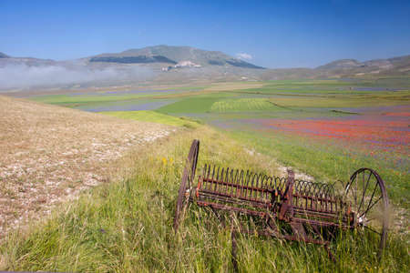 Castelluccio, floweringの写真素材