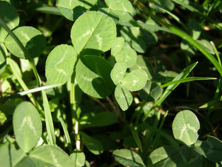 Four leaf clover shamrock, symbol of Ireland and luck