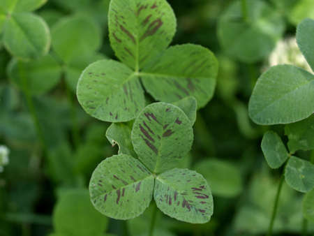 Shamrock clover symbol of Irelan