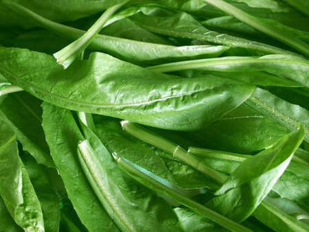 Salad food backgroundの写真素材