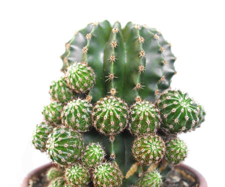 Detail of succulent ornamental Cactus fat plant