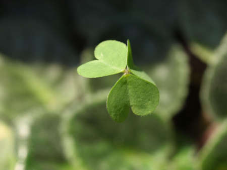 Close up of shamrock clover, symbol of Ireland, with blurred backgroundの写真素材