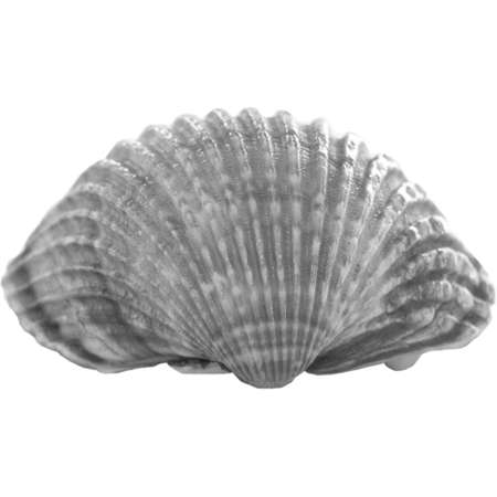 Isolated sea shell over white background