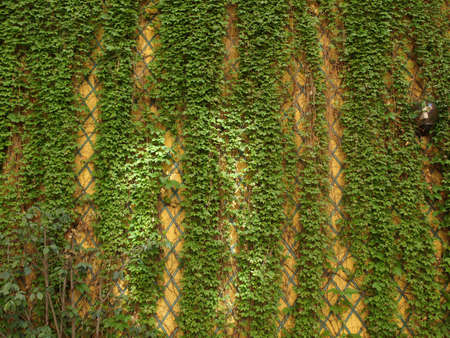 Green ivy wall useful as a backgroundの写真素材