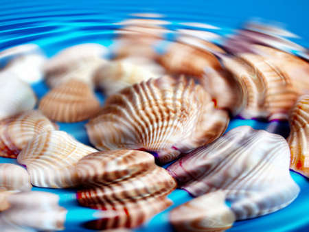 Range of sea shells under the water