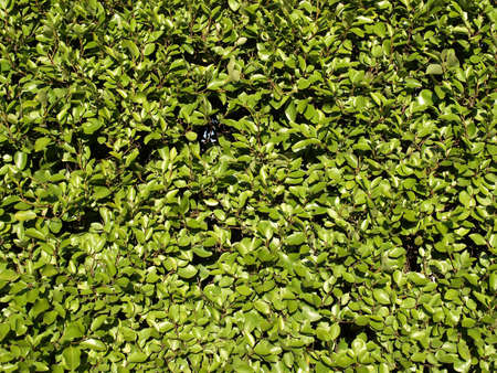 Hedgerow of shrubs or trees enclosing or separating fields