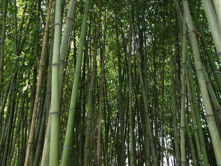 Bamboo cane trees useful as a backgroundの写真素材