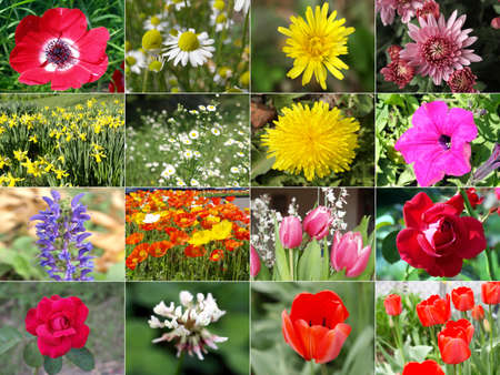 Flowers collage including dandelions, tulips, roses, daffodils and moreの写真素材