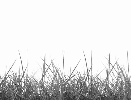 Green meadow grass over white background with copy spaceの写真素材