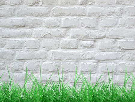 Grass in front of a white wall background - focus on grassの写真素材