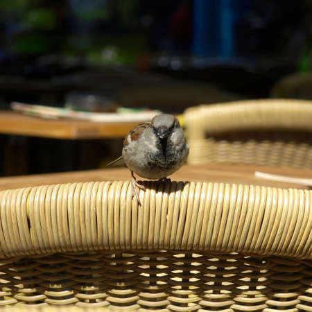Common Nightingale Luscinia megarhynchos Rufous small passerine birdの写真素材