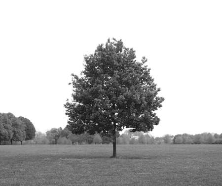 Regent's Park landscape in London, England, UKの写真素材