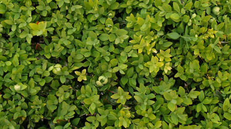 Green leaves greenery useful as a background