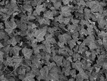 Green ivy leaves useful as a backgroundの写真素材