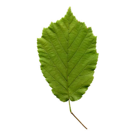 Hazelnut tree leaf - isolated over white background - front side