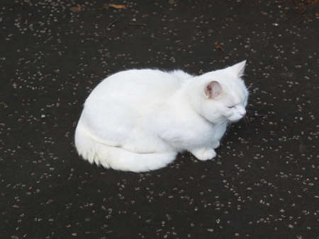 Cat - Animalia Chordata Mammalia Carnivora Felidae Felis catusの写真素材