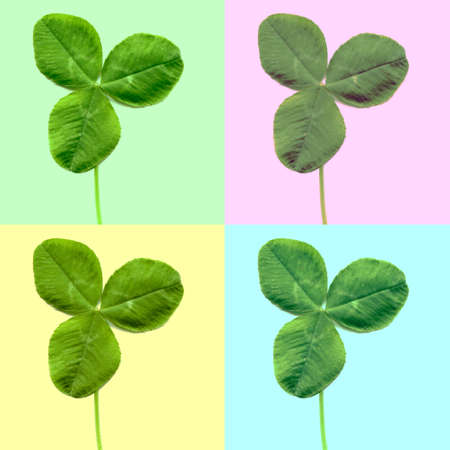 Pop art style collage of Shamrock three leafed clover trifolium plantの写真素材