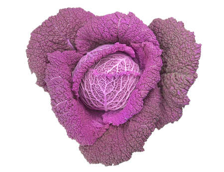 Red cabbage leafy vegetable plant with edible leavesの写真素材