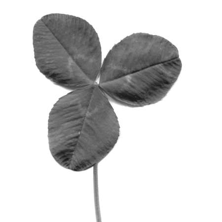 Shamrock three leafed old white clover trifolium plant - isolated over white background