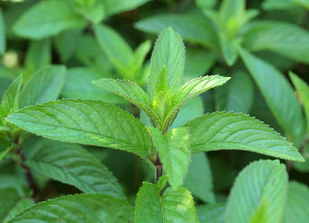 Leaves of peppermint plant aka Mentha piperita