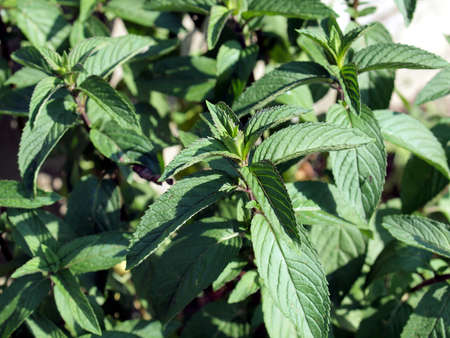 Leaves of peppermint plant aka Mentha piperita