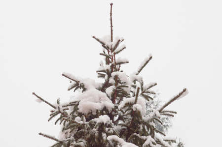 A pine tree top in the snow in winterの写真素材