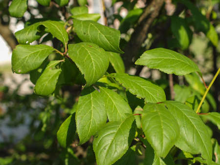 Leaf of a prune tree aka Prunus Domestica