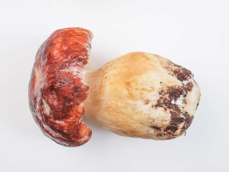 Boletus edulis aka penny bun or porcino or cepの写真素材
