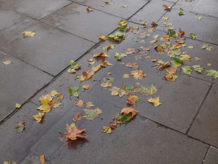 Leaves on sidewalk pavement in an urban areaの写真素材