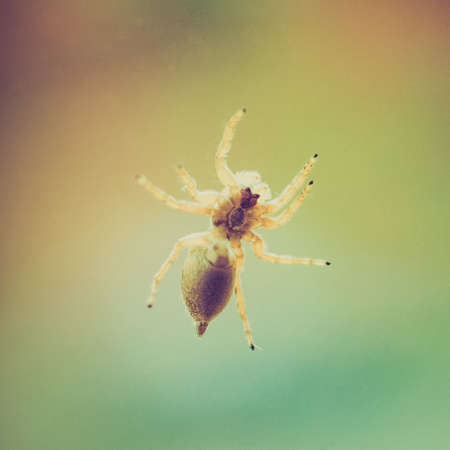 Vintage looking A spider on a windowpane with blurred backgroundの写真素材