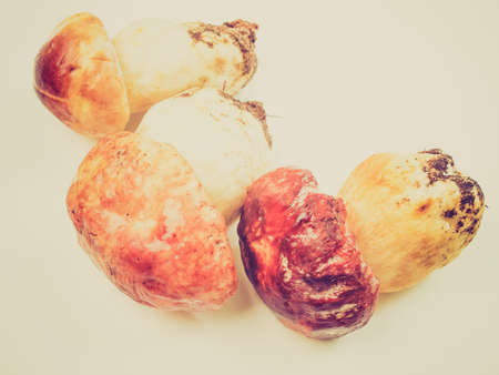 Vintage looking Boletus edulis aka penny bun or porcino or cepの写真素材