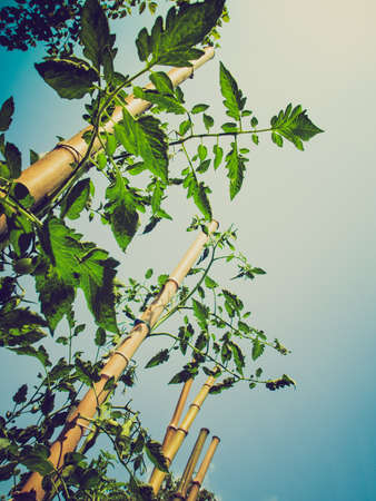 Vintage looking Tomato plants over a blue sky backgroundの写真素材